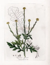 Bylina s pěvci nebo tráva z živých plotů nebo velár - hořčice živá, Erysium officinale. Ručně kolorovaná mědirytina z botanické ilustrace Jamese Sowerbyho z Williama Woodvilla a Sira Williama Jacksona Hookera "" Medical Botany "," John Bohn, Lon
