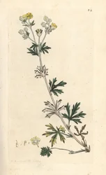 Mochna stříbřitá, Potentilla argentea (Mochyně) Ručně kolorovaná mědirytina podle ilustrace Jamese Sowerbyho z James Smith