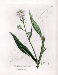 Křen nebo cranson - Křen, Armoracia rusticana. Ručně kolorovaná mědirytina z botanické ilustrace Jamese Sowerbyho z Williama Woodvilla a Sira Williama Jacksona Hookera "" Medical Botany "," John Bohn, Londýn