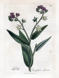 Psí jazyk, Cynoglossum officinale. Ručně kolorovaná mědirytina z botanické ilustrace Jamese Sowerbyho z Williama Woodvilla a Sira Williama Jacksona Hookera "" Medical Botany "," John Bohn, Londýn