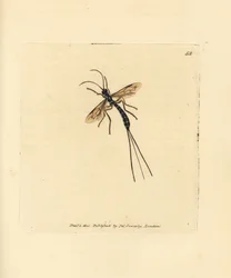 Moucha ichneumon, Rhyssa persuasoria (Ichneumon persuasorius). Ručně kolorovaná mědirytina od Jamese Sowerbyho z The British Miscellany nebo Barevné figurky nových, vzácných nebo málo známých zvířecích předmětů.