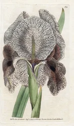 Iris de Charlcedoine nebo Susa - Litografie od Jamese Sowerbyho (1757-1822), z botanického časopisu Williama Curtise (1746-1799)