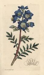Jakubův žebřík nebo kozlík řecký, Polemonium caeruleum Ručně kolorovaná mědirytina podle ilustrace Jamese Sowerbyho z James Smith