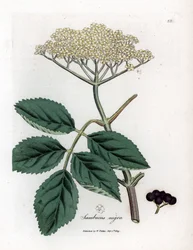Velký bez neboli černý bez - Bez černý obecný, Sambucus nigra. Ručně kolorovaná mědirytina podle botanické ilustrace Jamese Sowerbyho z Medical Botany Williama Woodvilla a sira Williama Jacksona Hookera, John Bohn, Londýn