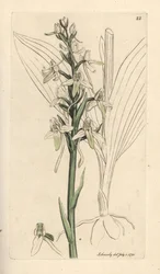 Vstavač menší, Platanthera bifolia (Orchis bifolia). Ručně kolorovaná mědirytina podle ilustrace Jamese Sowerbyho z James Smith