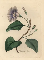 Svlačec jalapový, Convolvulus jalapa