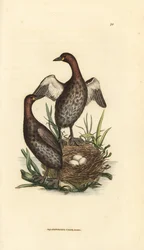 Potápka malá, Tachybaptus ruficollis (malá potápka s černou bradou, Colymbus hebridicus?). Pár na hnízdě se třemi vejci. Ručně kolorovaná mědirytina Jamese Sowerbyho z The British Miscellany, or Coloured figures of new, rare, or little known animal