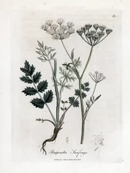 Lomikámen lomikámen - Burnet saxifraga, Pimpinella saxifraga. Ručně kolorovaná mědirytina z botanické ilustrace Jamese Sowerbyho z Williama Woodvilla a Sira Williama Jacksona Hookera "" Medical Botany "," John Bohn, Londýn