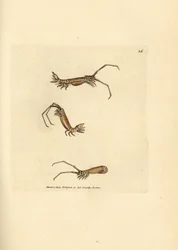 Stejnonožec dlouhorohý, Astacilla longicornis (Oniscus longicornis). Ručně kolorovaná mědirytina od Jamese Sowerbyho z The British Miscellany nebo Barevné figurky nových, vzácných nebo málo známých zvířecích předmětů.