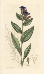 Plicník lékařský, Pulmonaria officinalis (plicní) Ručně kolorovaná mědirytina podle ilustrace Jamese Sowerbyho z James Smith