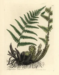 Samec kapradiny polypody, samec Polypodium filix