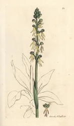 Orchis antropophora (Vstavač zelený, Ophrys anthropophora). Ručně kolorovaná mědirytina podle ilustrace Jamese Sowerbyho z James Smith