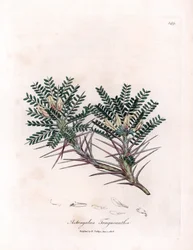 Marseille Astragalus neboli mateřídouška - kozí trnitá vikev mléčná, Astragalus tragacantha. Ručně kolorovaná mědirytina z botanické ilustrace Jamese Sowerbyho z Williama Woodvilla a Sira Williama Jacksona Hookera "" Medical Botany "," John