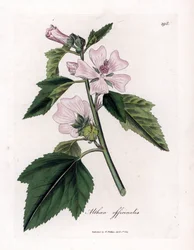 Proskurník lékařský nebo divoký nebo bílý fialový proskurník lékařský, Althaea officinalis. Ručně kolorovaná mědirytina z botanické ilustrace od Jamese Sowerbyho z Williama Woodvilla a Sira Williama Jacksona Hookera "" Medical Botany "," John Bohn, Londo