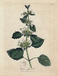 Melisse Officinale (Melissa Officinalis). Ruční gravírování mědi z ilustrace Jamese Sowerbyho. Výňatek z knihy Williama Woodville a Sir William Jackson Hooker ”„ Botanique Medicinale ““ 1832. Neúnavný Sowerby (1757-1822) Drew