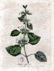 Meduňka lékařská nebo meduňka lékařská - Meduňka lékařská, Melissa officinalis. Ručně kolorovaná mědirytina z botanické ilustrace Jamese Sowerbyho z Williama Woodvilla a Sira Williama Jacksona Hookera "" Medical Botany "," John Bohn, Londýn