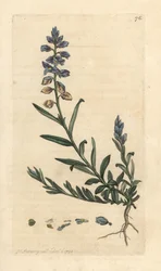 Milkwort, Polygala vulgaris Ručně kolorovaná mědirytina podle ilustrace Jamese Sowerbyho z James Smith