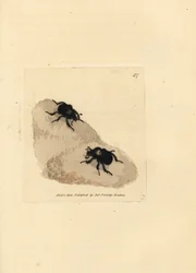 Minotauří brouk, Typhaeus typhoeus (Scarabaeus pumilus). Ručně kolorovaná mědirytina od Jamese Sowerbyho z The British Miscellany nebo Barevné figurky nových, vzácných nebo málo známých zvířecích předmětů.