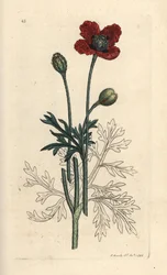 Mák kříženec nebo mák kulatý, Papaver hybridum. Ručně kolorovaná mědirytina podle ilustrace Jamese Sowerbyho z James Smith