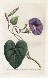 Morning Glory or Ipomee - Litografie od Jamese Sowerbyho (1757-1822), z botanického časopisu Williama Curtise (1746-1799)