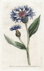 Mountain Centauree nebo Trvalá borůvka - Litografie od Jamese Sowerbyho (1757-1822), z botanického časopisu Williama Curtise (1746-1799)