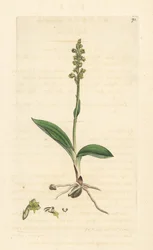 Orchidej pižmová, Herminium monorchis (Musk orchis, Ophrys monorchis). Ručně kolorovaná mědirytina podle ilustrace Jamese Sowerbyho z James Smith