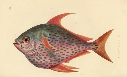 Opah, Lampris guttatus (Zeus opah). Ručně kolorovaná mědirytina od Jamese Sowerbyho z The British Miscellany nebo Barevné figurky nových, vzácných nebo málo známých zvířecích předmětů.