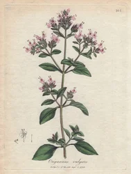 Oregano. Ručně kolorovaná mědirytina z kresby Jamese Sowerbyho (1757-1822), v Botanique Medicinale