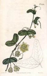 Odrůda mučenky - Passiflora biflora (mučenka půlměsícová, Passiflora lunata). Ručně kolorovaná mědirytina od Weddella podle ilustrace Jamese Sowerbyho z „“ botanického časopisu“ Samuela Curtise v Londýně