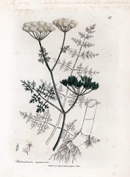 Phellandrium aquatium - Jemnolistý vodní jedlovec, Phellandrium aquatium. Ručně kolorovaná mědirytina z botanické ilustrace Jamese Sowerbyho z Williama Woodvilla a Sira Williama Jacksona Hookera "" Medical Botany "," John Bohn, Londýn