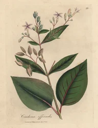 Růžově kvetoucí peruánský kůrový strom, Cinchona officinalis