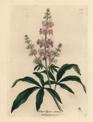 Růžový kvetoucí strom, Vitex Agnus Castus