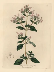 Růžově květovaná divoká majoránka, Origanum vulgare