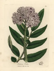 Fialově květovaný trpasličí bez, Sambucus ebulus