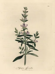 Fialově květovaný yzop, Hyssopus officinalis