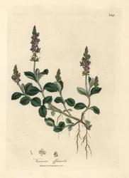 Fialově květovaná veronika, Veronica officinalis