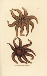 Hvězda fialová, Solaster endeca (hvězdice devítipaprsková, Asterias endeca). Ručně kolorovaná mědirytina od Jamese Sowerbyho z The British Miscellany nebo Barevné figurky nových, vzácných nebo málo známých zvířecích předmětů.