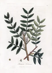 Putty tree nebo lentiscus pistácie - Putty tree, Pistacia lentiscus. Ručně kolorovaná mědirytina z botanické ilustrace Jamese Sowerbyho z Williama Woodvilla a Sira Williama Jacksona Hookera "" Medical Botany "," John Bohn, Londýn