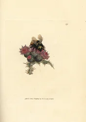 Čmelák skalní, Bombus lapidarius (Apis flavicollis), na bodláku. Ručně kolorovaná mědirytina od Jamese Sowerbyho z The British Miscellany, or Coloured figures of new, rare, or little known animal subjects.