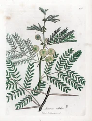 Red Gum - arabská guma, Acacia nilotica. Ručně kolorovaná mědirytina z botanické ilustrace Jamese Sowerbyho z Williama Woodvilla a Sira Williama Jacksona Hookera "" Medical Botany "," John Bohn, Londýn