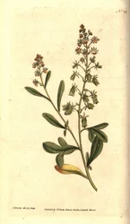 Reseda odorant - Reseda vonná nebo mignonette, Reseda odorata. Ručně kolorovaná mědirytina a botanická ilustrace od Jamese Sowerbyho z The Botanical Magazine Williama Curtise, Lambeth Marsh, Londýn