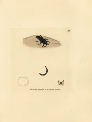 Rohovec, Velleius dilatatus (Staphylinus vroubkovaný, Staphylinus concolor). Ručně kolorovaná mědirytina od Jamese Sowerbyho z The British Miscellany, aneb barevné postavy nových, vzácných nebo málo známých zvířecích předmětů.