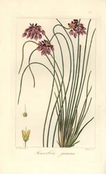 Konvalinka, Sowerbaea juncea, původem z Austrálie. Pojmenovaný po botanickém umělci Jamesi Sowerbym. Ručně kolorovaná tečkovaná rytina na mědi od Barroise z botanické ilustrace Pancrace Bessa z „Herbier General de l