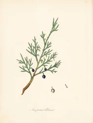 Sabine jalovec - Savin obecný nebo jalovec savin, Juniperus sabina. Převzato z ilustrace Jamese Sowerbyho z knihy Williama Woodvilla a Sira Williama Jacksona Hookera „Lékařská botanika.“ Ručně kolorovaný zinkograf od C. Chabota nakreslený slečnou M. A. Bur