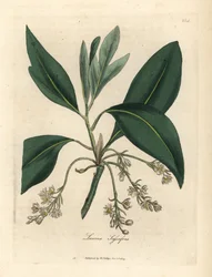 Sassafras strom, Laurus sassafras