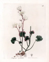 Lomikámen granule nebo bulbbles - Lomikámen bílý, Saxifraga granulata. Ručně kolorovaná mědirytina z botanické ilustrace Jamese Sowerbyho z Williama Woodvilla a Sira Williama Jacksona Hookera "" Medical Botany "," John Bohn, Londýn