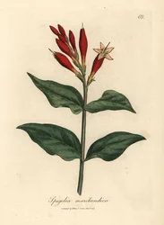Šarlatově květovaná indická růžová, Spigelia marilandica