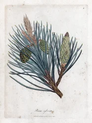 Borovice lesní - jedle lesní nebo borovice lesní, Pinus sylvestris. Ručně kolorovaná mědirytina z botanické ilustrace Jamese Sowerbyho z Williama Woodvilla a Sira Williama Jacksona Hookera "" Medical Botany "," John Bohn, Londýn
