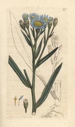 Hvězdnice mořská, Tripolium pannonicum subsp. tripolium (Starwort Sea, Aster tripolium) (Aster maritime) Ručně kolorovaná mědirytina podle ilustrace Jamese Sowerbyho z James Smith