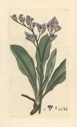 Levandule mořská, Limonium vulgare (Statice limonium) (levandule mořská) Ručně kolorovaná mědirytina podle ilustrace Jamese Sowerbyho z James Smith